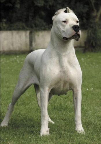 도고 아르헨티노[인터넷 캡처]